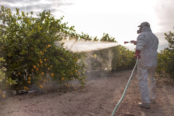 Best Termite Control Services  in South Henderson, NC