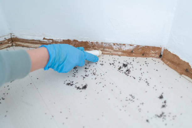 Best Best Pest Control Companies  in South Henderson, NC